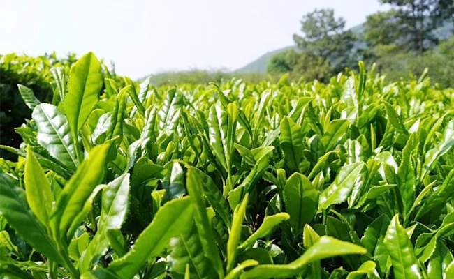 Tender green tea leaves Tender green tea leaves