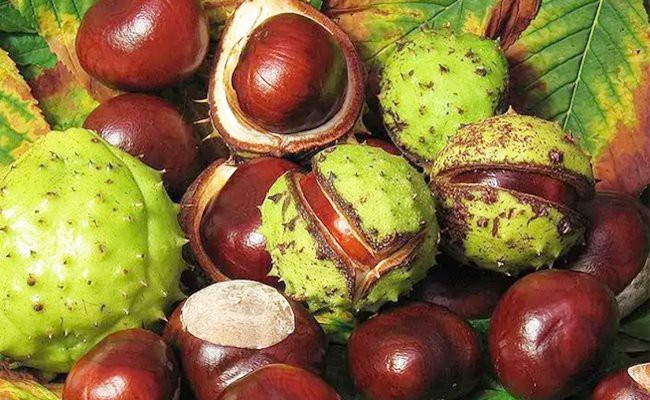 Horse chesnut fruit